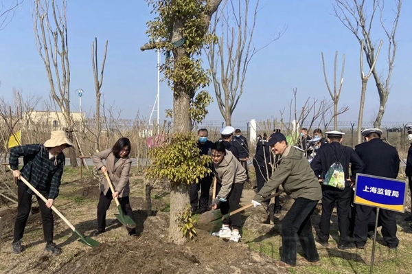 水印 大家三五成组、挥锹铲土、放苗填坑、浇水灌溉0