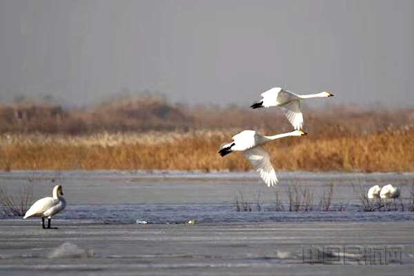 图:黄河湿地鸟类 摄影:李晓海.jpg 图:黄河湿地鸟类 摄影:李晓海.jpg