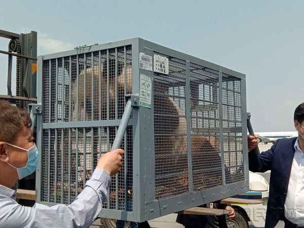 工作人员扶住大熊猫的笼子装卸.jpg