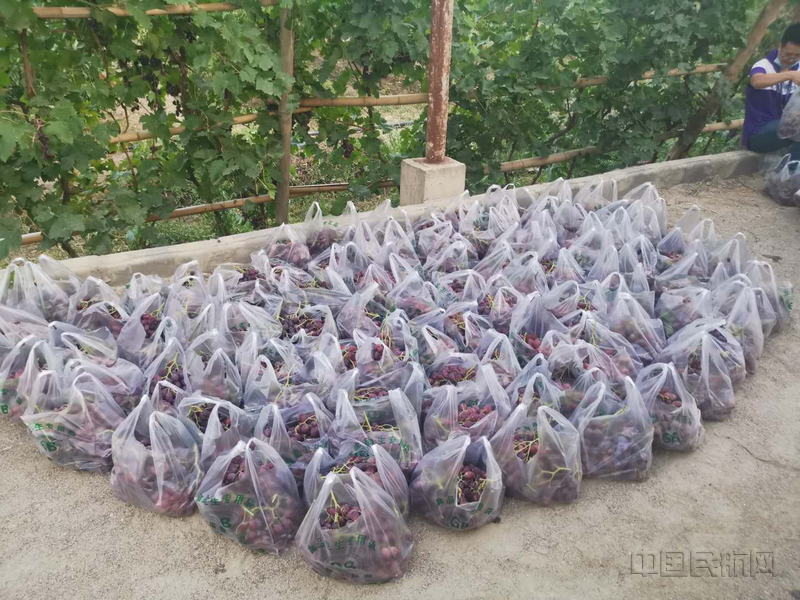 nEO_IMG_库尔勒机场南疆富余劳动力生产队喜获丰收 (6)