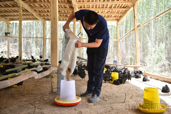 新疆机场集团驻于田县木尕拉镇库开仁村第一书记黄学翱，在村里的养殖合作社帮助村民喂养即将出栏的尼雅黑鸡.jpg