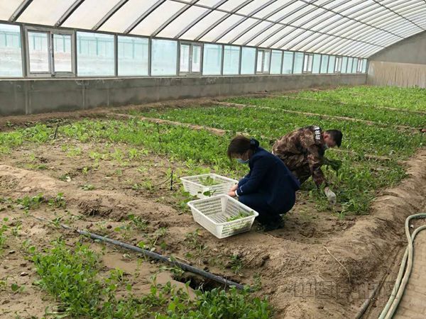 1若羌机场大棚种植掀起春耕备耕热潮_副本.jpg