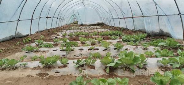 现场后勤保障基地蔬菜大棚_副本.jpg 现场后勤保障基地蔬菜大棚_副本.jpg