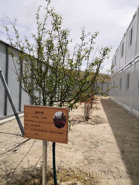 现场后勤保障基地试种灌木_副本.jpg 现场后勤保障基地试种灌木_副本.jpg