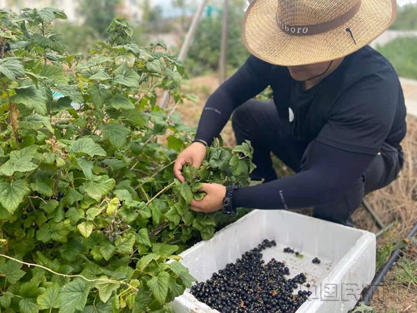 【新闻稿】富蕴机场黑加仑采摘“喜获大丰收” (6)_副本.jpg