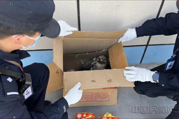 图:解救猎隼现场_副本.jpg 图:解救猎隼现场_副本.jpg