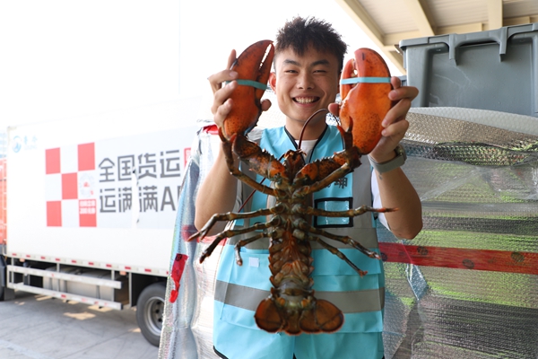 花湖机场运送的波士顿龙虾1