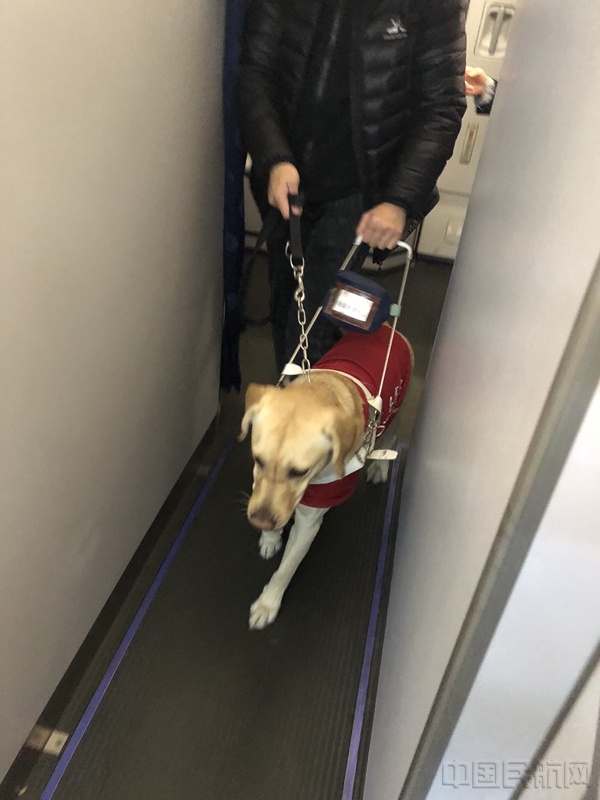 导盲犬进客舱.jpg 导盲犬进客舱.jpg
