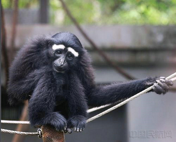 4只长臂猿坐南航飞机抵达上海(图)