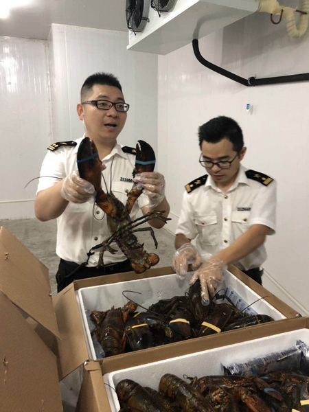 抵达宁波的加拿大龙虾.jpg