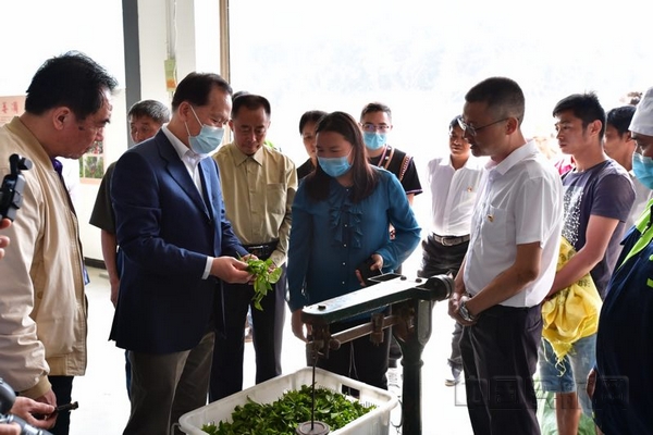 nEO_IMG_刘绍勇(左二)等东航一行调研当地的茶叶初制厂-东航供图
