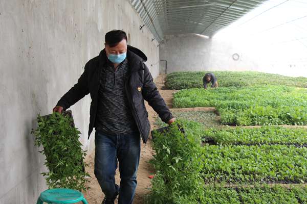 卢伟在蔬菜大棚培育种苗_副本.jpg 卢伟在蔬菜大棚培育种苗_副本.jpg