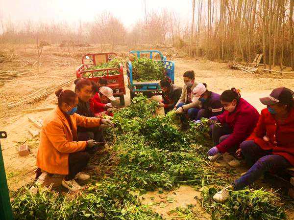 村民在分拣红薯苗_副本.jpg 村民在分拣红薯苗_副本.jpg