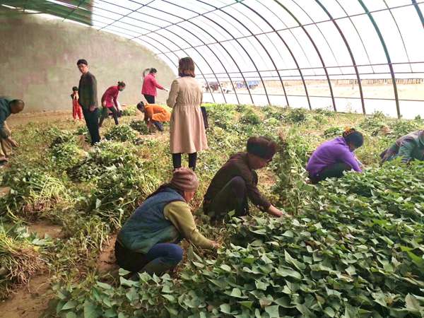 村民在南航蔬菜大棚采摘红薯苗_副本.jpg 村民在南航蔬菜大棚采摘红薯苗_副本.jpg