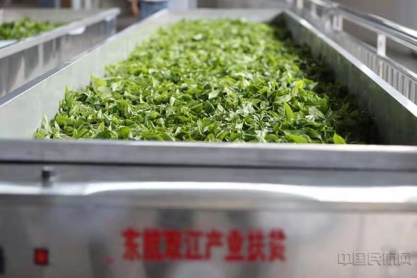 东航扶持结对地区的茶叶产业-东航供图4