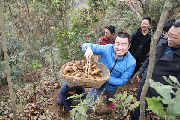 1.东航西北分公司驻村干部康治鹏陪同农户在天麻基地采摘刚刚丰收的天麻。.jpg 1.东航西北分公司驻村干部康治鹏陪同农户在天麻基地采摘刚刚丰收的天麻。.jpg