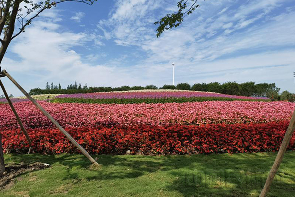 王雪莹报道:5月21日,2021年中国第十届花博会在上海崇明开幕,此次花博