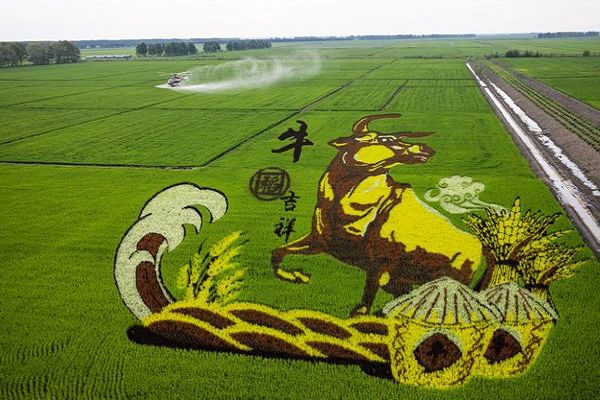 北大荒集团七星农场有限公司的“牛稻吉祥”稻田画,为牛年丰收年增添氛围.jpg 北大荒集团七星农场有限公司的“牛稻吉祥”稻田画,为牛年丰收年增添氛围.jpg